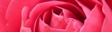 Stop and Smell the Roses – Understanding 4 Crucial Symbols