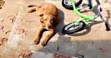 Stray Puppy Shows Up On Woman’s Doorstep And Begs To Be Rescued