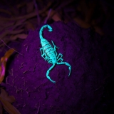 Pest Facts | Learn more about various pests found here in Phoenix