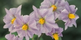 A Mania for Potato Flowers – Small Farmer’s Journal