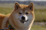 10 Best Supplements for a Senior Shiba Inu