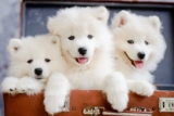 15 Sweet Dog Breeds With Faces You Can’t Say No To