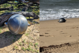 Strange Spheres Washed Ashore on an Australian Beach. Authorities Say They’re Probably ‘Space Balls’—Empty Fuel Vessels From a Rocket