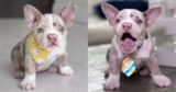 Losing an Eye Won’t Stop This Sweet Puppy From Finding Love