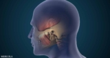 New Research Points to Butyrate Pathways as a Non-Opioid Target for TMJ Pain