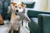 Make Waves with Play Pet Brands and Saving the Blue
