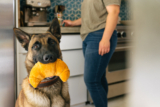 Top Toys of 2025 – Play Pet Brands