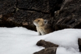 Seven Ways a Plant-Based Diet Helps Wild Animals