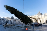 Vatican’s 2025 Christmas tree installed in St. Peter’s Square