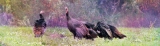 7 Meanings of Turkey Symbolism – What is The Meaning of Turkeys Crossing Your Path?