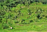My Perfect 3 – 5 Day Ubud Itinerary (2026)