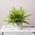 Boston Fern in Ceramic Face Pot