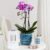 Phalaenopsis Birthday Gift