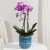Phalaenopsis Orchid in Ceramic Pot