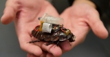 Cyborg cockroaches deliver medication with needles