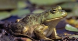 Frog muscle powers new swimming robotic manta ray