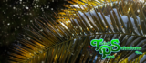 Winter Palm Care in Lakeland: Cold Snap Protection Strategies