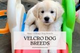 Velcro Dog Breeds – Meet 9 Super Clingy Dog Breeds