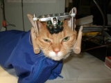 Congress Could End Federal Funding of Cruel Experiments on Dogs and Cats