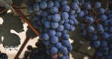 The VinePair Podcast: Cabernet Is Still King…But For How Long?