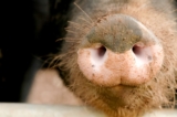 The Truffle Hog: What is a truffle pig?