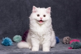 “Pspsps!” Why Cats Find This Sound Irresistible — Catster