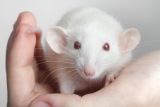 Campaign Updates: Animals Sickened, Mutilated, Killed in Military-Funded Tests Abroad
