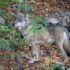 Wolf shot dead in Denmark and displayed during minister’s press conference
