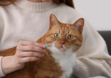 How Anti-Anxiety Meds Could Save the Lives of Blocked Cats — Catster