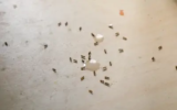 What Indoor Ant Activity Means