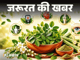 Miracle Tree Health Benefits; Superfood Moringa
